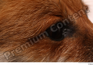 Red fox eye 0001.jpg